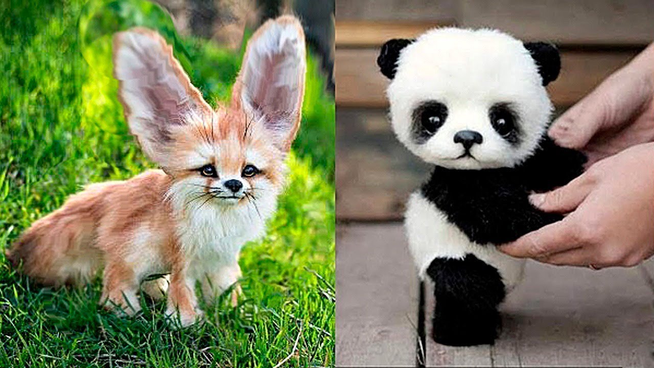 10 Cutest Baby Animals You Need To Pet - Bilibili