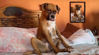 You should have a DOG - Funniest dog videos ever!