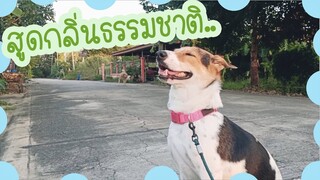 โลกของแสนดี ตอน เดินเล่นยามเย็น