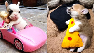 Baby Dogs - การรวบรวมวิดีโอสุนัขน่ารักและตลก #12 | Aww สัตว์