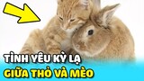 💥TÌNH YÊU LẠ KỲ của hai bé mèo và thỏ BẤT CHẤP GIỐNG LOÀI | TIN GIẢI TRÍ