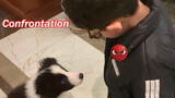 [Động vật]Cậu bé cố gắng xây dựng tình bạn với chó Border Collie