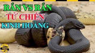 🔴 R.ợ.n T.ó.c G.á.y Với Những Màn T.ử C.h.i.ế.n K.i.n.h H.o.à.n.g Giữa Rắn Và Rắn Này Phần 2