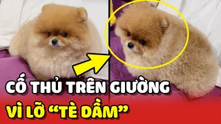 Chú chó bị Sen ĐUỔI vẫn không chịu đị vì lỡ TÈ BẬY trên giường 😂 | Yêu Lu