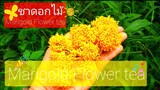 ดาวเรือง ดอกดาวเรือง ผุดไอเดียชาดอกไม้ | บำรุงสายตา👀ปลอดสารพิษเก็บจากต้น Marigold Flower tea