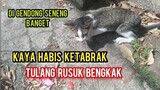 Kucing Kampung Ngejar-Ngejar Minta Di Obati Dan Minta Gendong Gak Mau Di Tinggal Mau Ikut Pulang..!