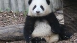 [Panda He Hua] Panda Melakukan Olahraga untuk Turis