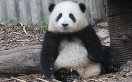 【Panda He Hua】He Hua Doing Exercise for Tourists