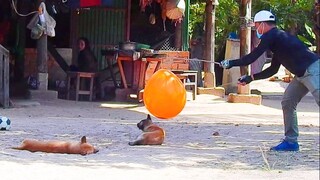 Supper Funny Video prank dog sleep 2022