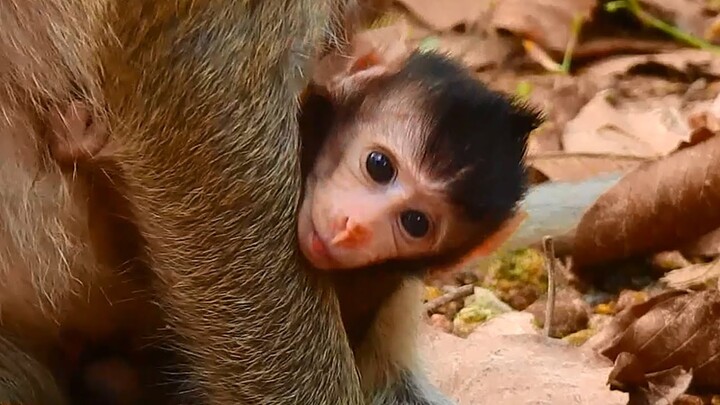 So Adorable newly monkey baby Jasmin cling mom Jill to change the place