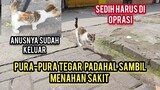 Anak Kucing Jalanan Sakit Prolaps Anusnya Sampai Keluar Datang Minta Tolong Untuk Di Obati..!