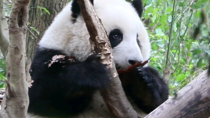 [Panda] He Hua si panda punya tongkat peri, tambah tinggi dan cantik!
