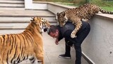 Funny Animal Videos Compilation