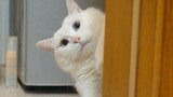 Kucing Putih Gemuk yang Lucu! Mengintip Tuannya di Balik Pintu