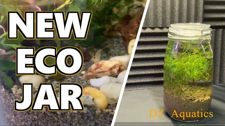 Transforming my old eco jar - DZ Aquatics