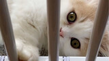 Mèo Napoléon trị giá 1,40 nghìn, bệnh dịch mèo bùng phát vào ngày thứ 3 sau khi về đến nhà và quay t