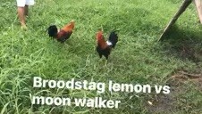 lemon vs moonwalker