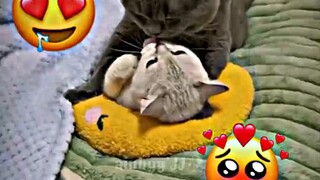 video kucing lucu kata orang😕😕