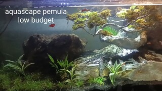 aquascape sederhana bagi pemula HEMAT BIAYA100% mudah dan murah