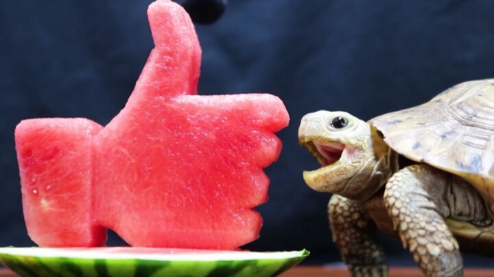 [Pets] Turtle Eating Watermelon Playback