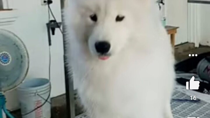 Fur baby
