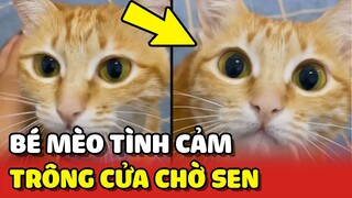 Những Hoàng Thượng SỐNG TÌNH CẢM ra cửa TRÔNG CHỜ Sen về mỗi ngày 😍 | Yêu Lu