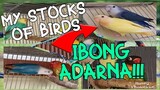 My stocks of Birds | African Lovebirds | Pale Fallow Mutation | Opaline
