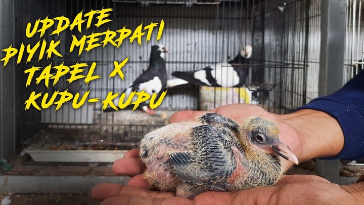 UPDATE PIYIK MERPATI SILANGAN MERPATI TAPEL DAN KUPU-KUPU