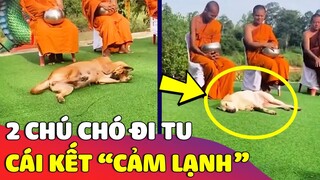 Sư thầy 'BẤT LỰC' với 2 chú chó 'ĐI TU GIÁC NGỘ' nhưng mà nó lạ lắm 😅 Gâu Đần