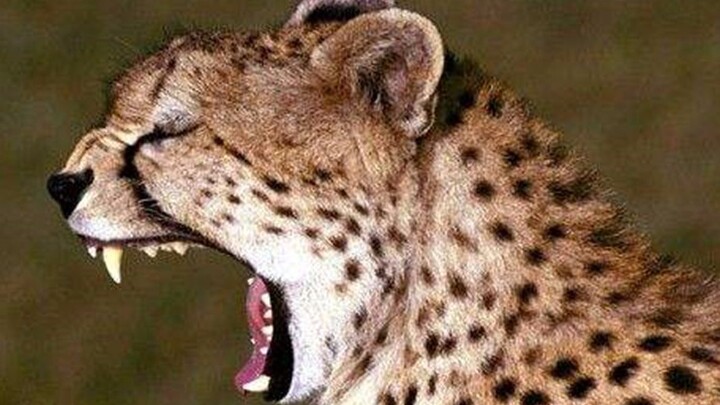 Various feline cries - cheetah says meow