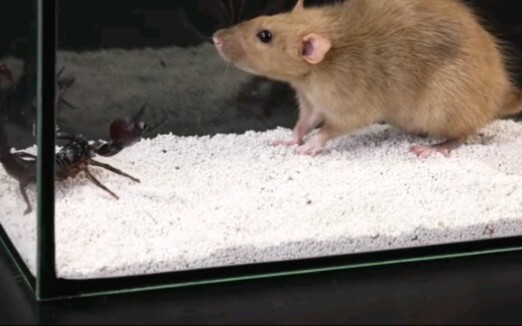 Tikus vs kalajengking, akhirnya tahu siapa yang paling beracun!