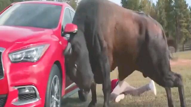 Banteng dan mobil merah 😁 !! film lucu