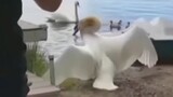 The Aggressive Side of Swans and Ducks Revealed!