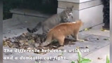 Mèo hoang và mèo nhà đánh nhau: Mèo hoang liều mạng, mèo nhà giao hữu