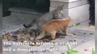 Difference Between Cat Fights: For Life or Friendship?