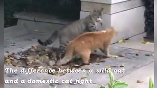 Difference Between Cat Fights: For Life or Friendship?