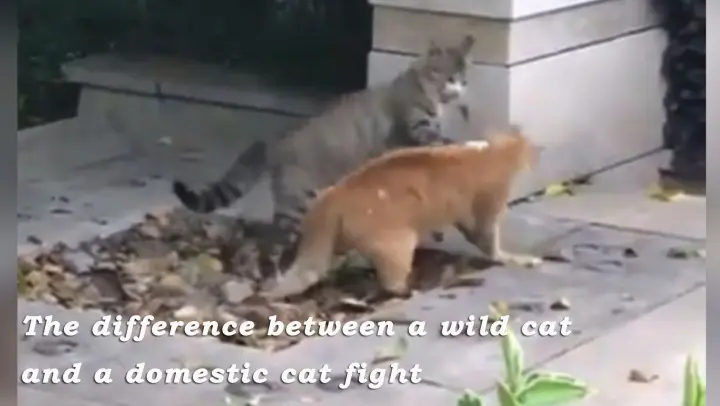 Difference Between Cat Fights: For Life or Friendship?