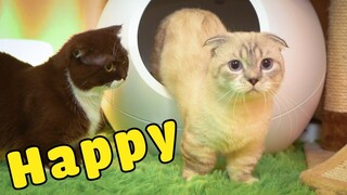 @Oops Banana's cat  first time appeared (The Happy Pets #15)