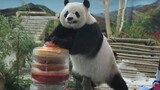 Panda Besar|Merayakan Ulang Tahun