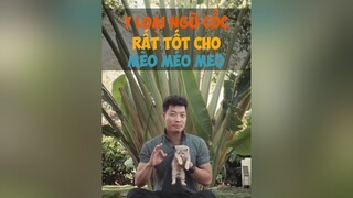 7 loại ngũ cốc rất tốt cho Mèo Méo Meo dcgr tuitienpet LearnOnTikTok education pet tips cat