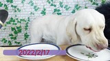 ASMR | Dogs Eating Noodles