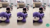 🐶😻 Những chú Chó Mèo dễ thương nhất Thế giới #1【Tik Tok Chó Mèo】