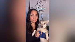 Did this blow your mind? 🤯 LearnOnTikTok dogfacts dogs