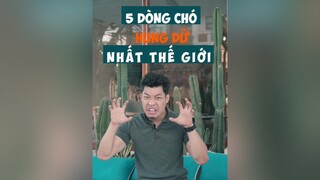 5 dòng chó hung dữ nhất thế giới LearnOnTikTok tuitienpet dcgr dog