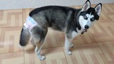 Anjing betina 9 bulan akhirnya mengalami estrus, pemilik terpaksa memakaikan ini padanya!