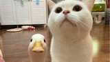 猫：耐心等一只鸭长大