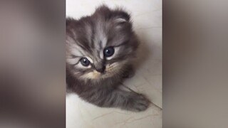 Ngãi hêu nó nhập em. Em nhấc bụng lên đi không nổi. Toàn phải bơi như này a chị sen ạ. cat cutecat thegioipetyeu meocute