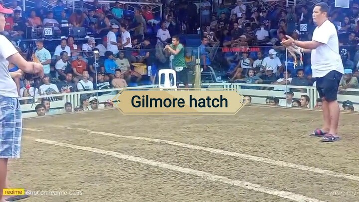 my Gilmore hatch