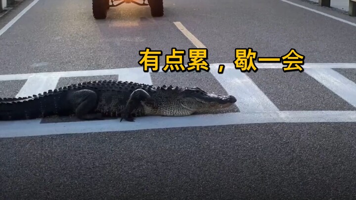 哭笑不得，美国一鳄鱼过马路时突然“倒地碰瓷”，造成交通堵塞