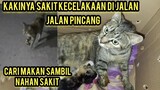 Allahu Akbar induk Kucing Minta Tolong Di Obati Karena Ketabrak Demi Anak-Anaknya Yang Masih Kecil